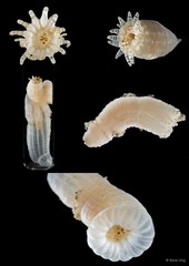 Metapeachia tropica • © Rene Ong • All Rights Reserved