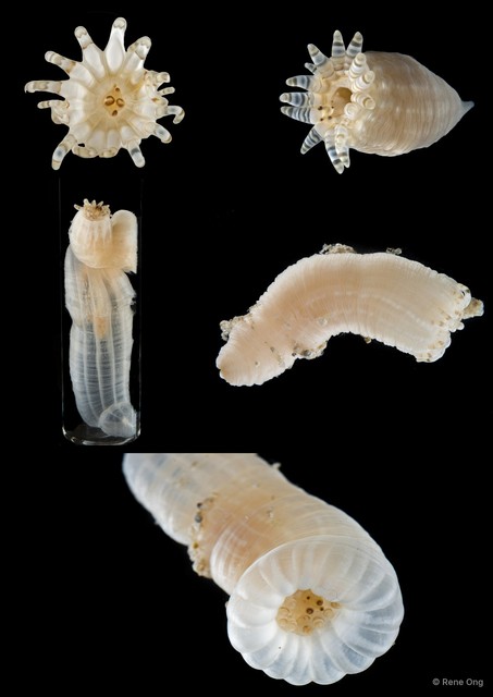 Metapeachia tropica • © Rene Ong • All Rights Reserved