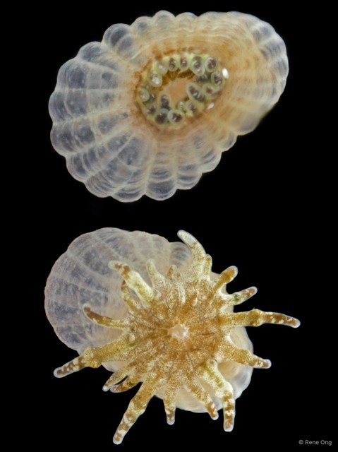 Heteranthus verruculatus • © Rene Ong • All Rights Reserved
