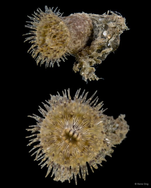 Hormathiidae sp. "SEA-4141" • © Rene Ong • All Rights Reserved