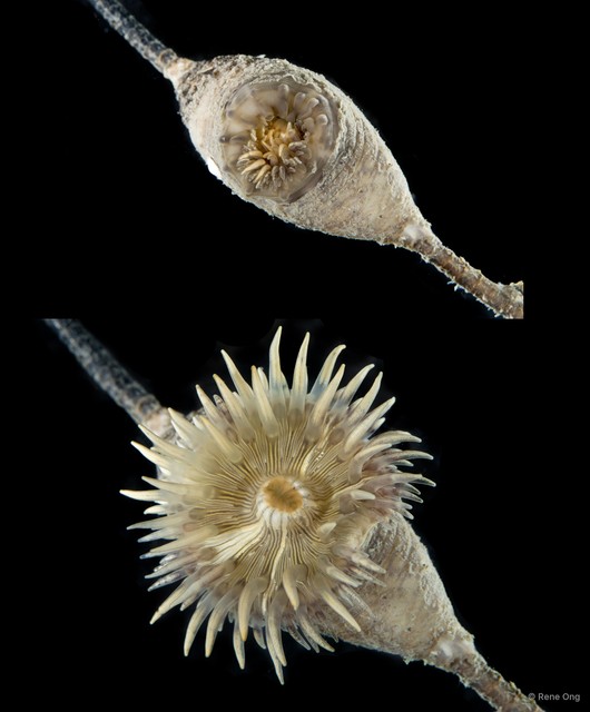 Hormathiidae sp. "SEA-4398" • © Rene Ong • All Rights Reserved
