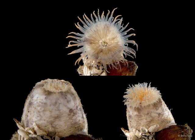 Hormathiidae sp. "SEA-5511" • © Rene Ong • All Rights Reserved