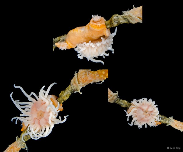 Nemanthidae sp. "5718TB1-045-046" • © Rene Ong • All Rights Reserved