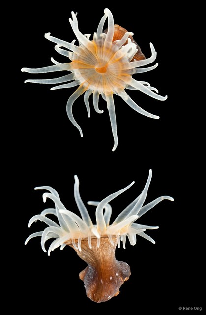 Nemanthidae sp. "SS-0613" • © Rene Ong • All Rights Reserved