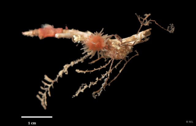 Nemanthus sp. "cf. annamensis"