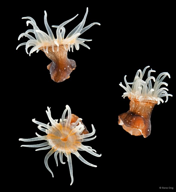 Nemanthus sp. "SS-0613" • © Rene Ong • All Rights Reserved
