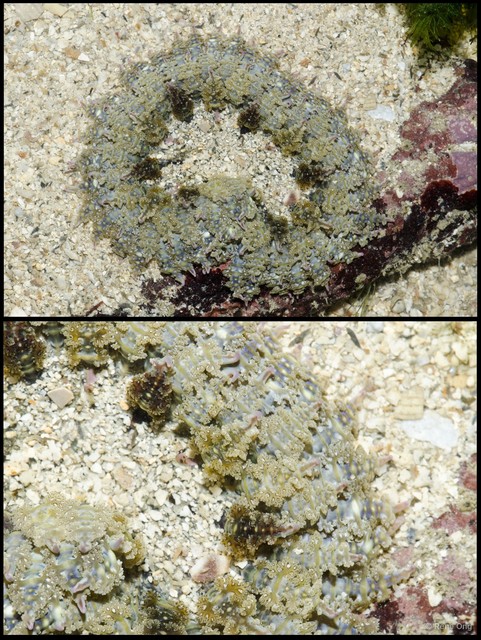 Phymanthus sp. "55ba8540" • © Rene Ong • All Rights Reserved