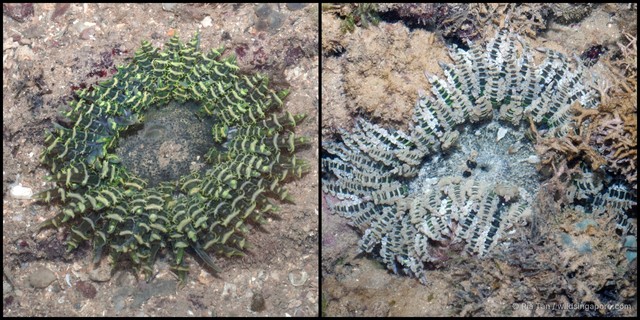 Phymanthus sp. "732e6874" • © Ria Tan • All Rights Reserved