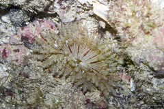 Phymanthus pinnulatus • © Ria Tan • All Rights Reserved