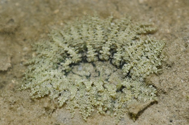 Phymanthus pinnulatus