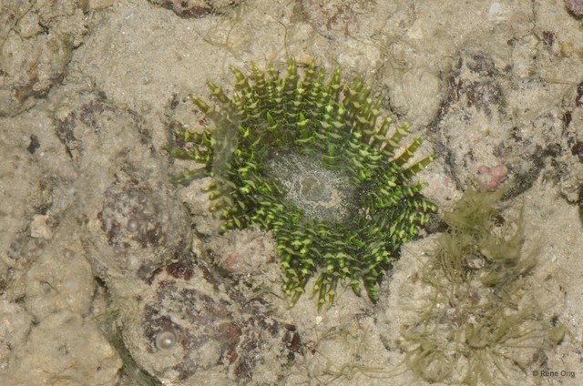 Phymanthus pinnulatus