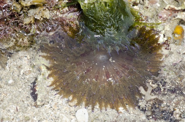 Phymanthus pinnulatus