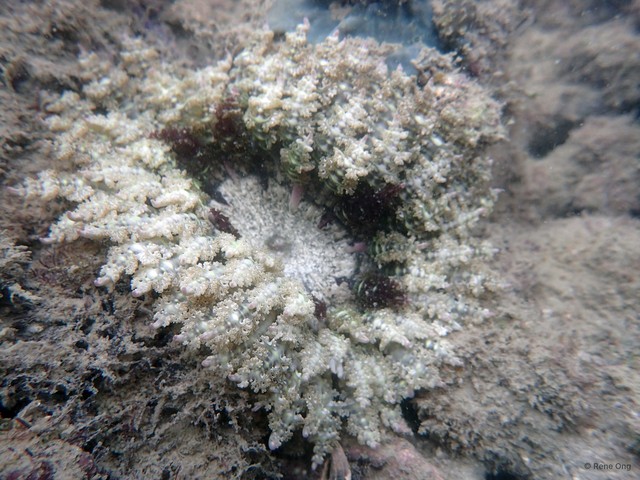 Phymanthus pinnulatus