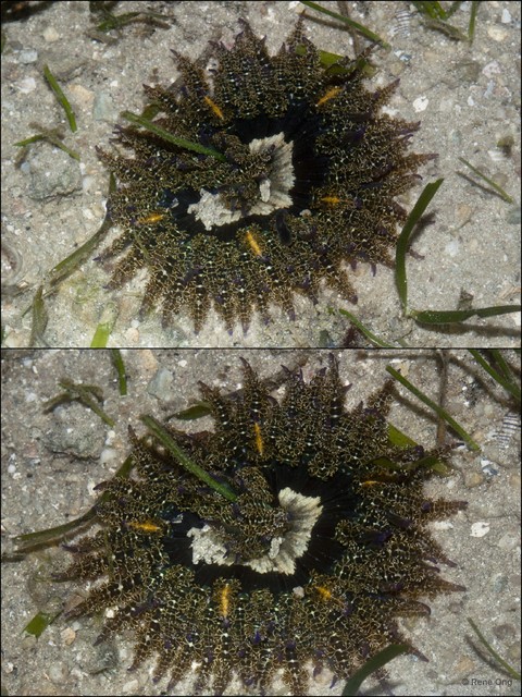 Phymanthus pinnulatus