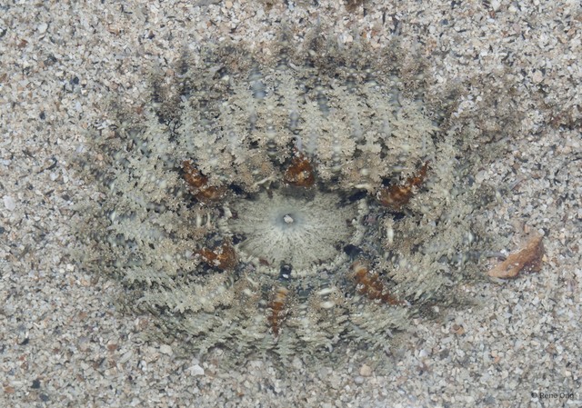 Phymanthus pinnulatus