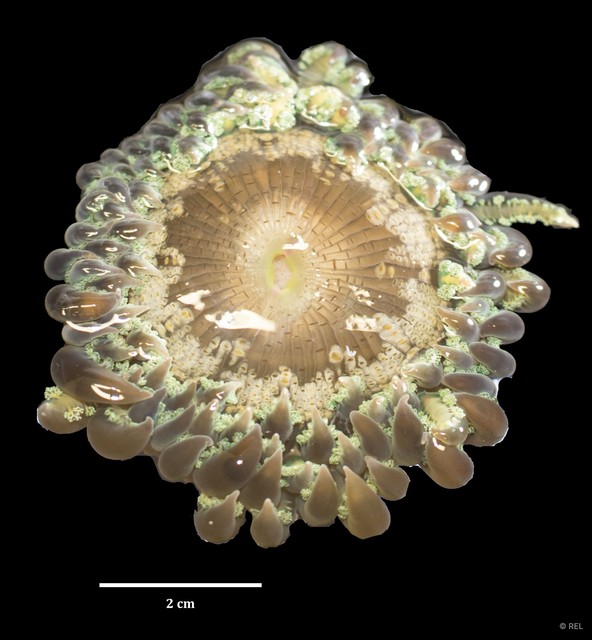 Phymanthus pinnulatus