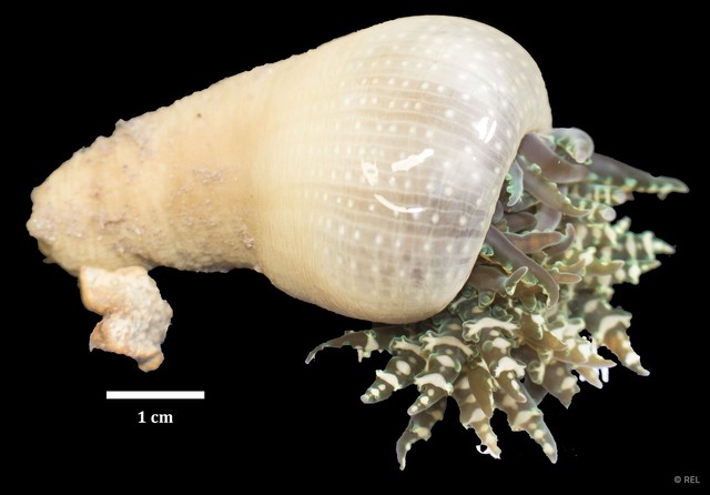 Phymanthus pinnulatus