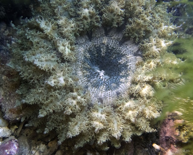 Phymanthus pinnulatus