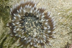 Phymanthus pinnulatus • © Rene Ong • All Rights Reserved