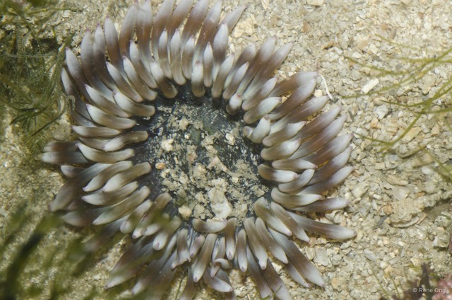 Phymanthus pinnulatus