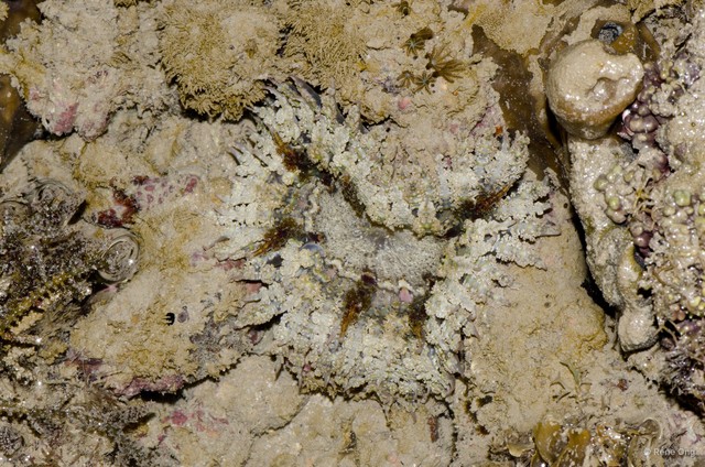 Phymanthus pinnulatus