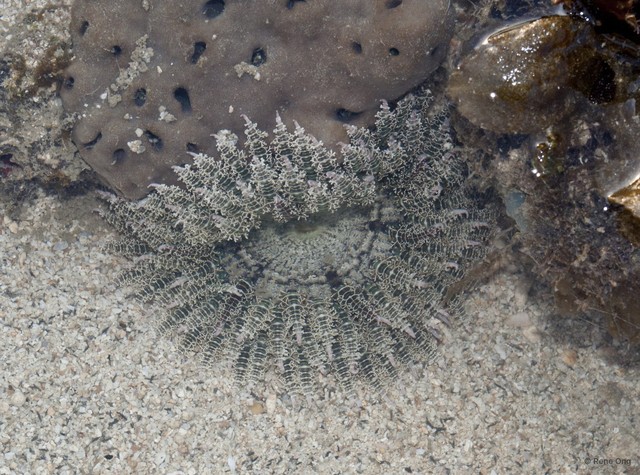 Phymanthus pinnulatus