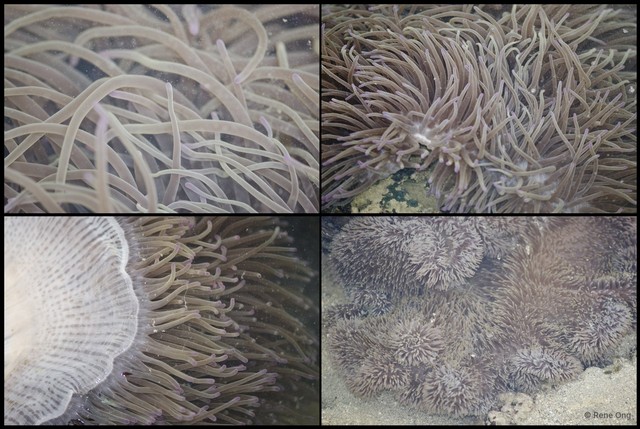 Radianthus crispa