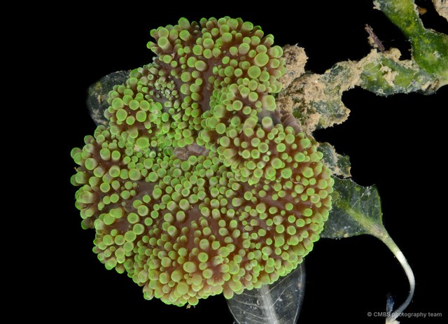 Stichodactyla sp. "JS-2736" • © CMBS photography team • All Rights Reserved