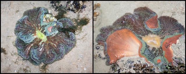 Stichodactyla gigantea • © Ria Tan • All Rights Reserved