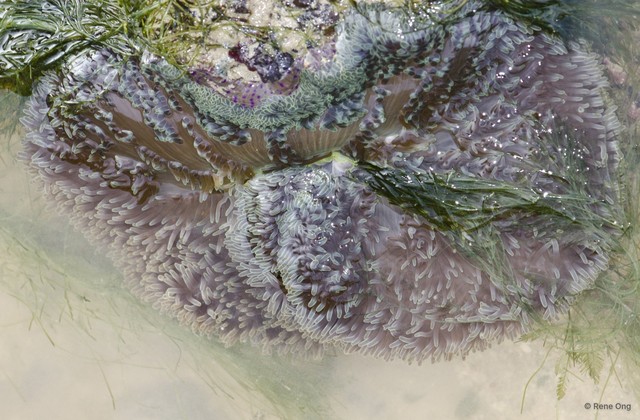 Stichodactyla gigantea