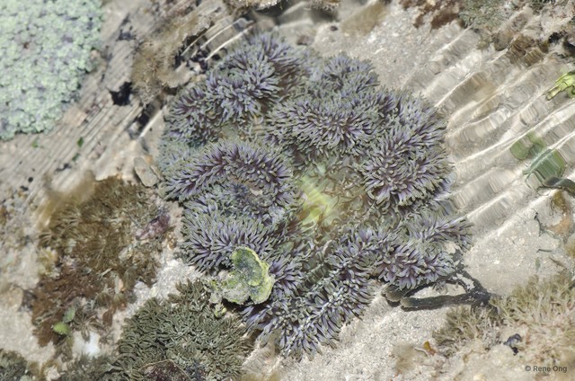 Stichodactyla gigantea