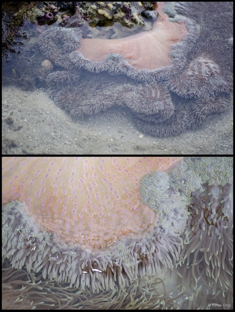 Stichodactyla gigantea
