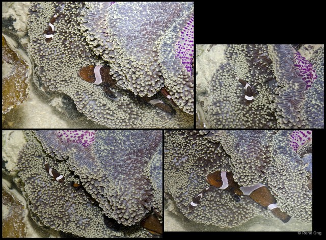 Stichodactyla gigantea