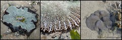 Stichodactyla haddoni