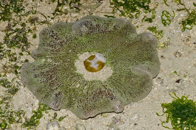 Stichodactyla haddoni