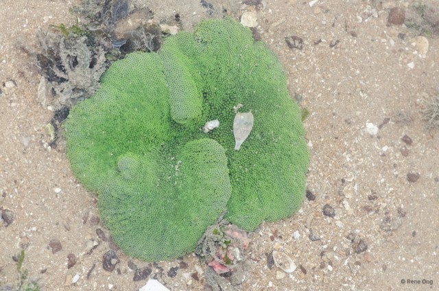 Stichodactyla haddoni