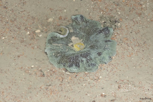Stichodactyla haddoni
