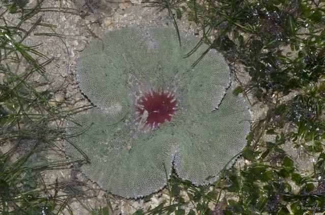 Stichodactyla haddoni