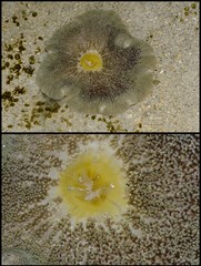 Stichodactyla haddoni • © Rene Ong • All Rights Reserved