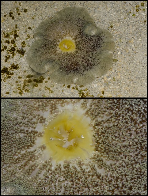 Stichodactyla haddoni
