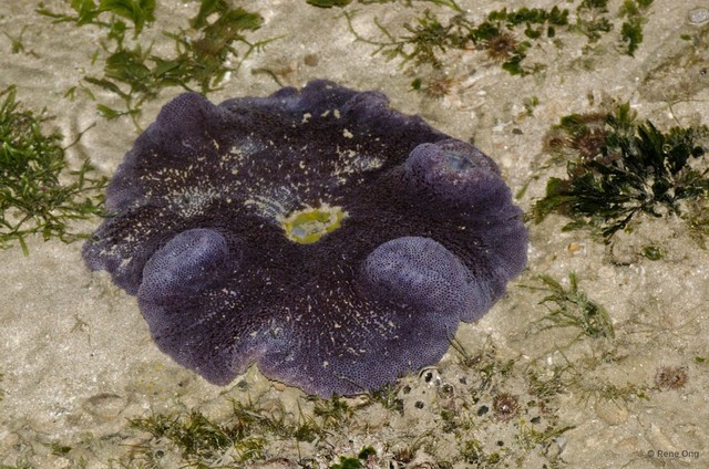 Stichodactyla haddoni