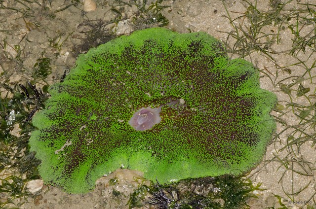 Stichodactyla haddoni