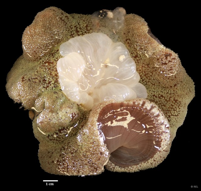 Stichodactyla haddoni