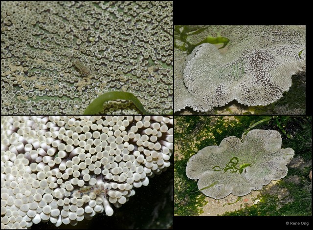 Stichodactyla haddoni