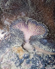 Stichodactyla mertensii