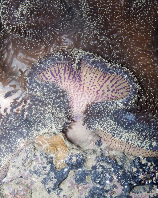 Stichodactyla mertensii • © Ria Tan • All Rights Reserved