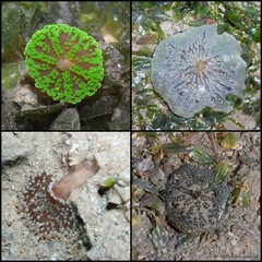 Stichodactyla tapetum • © Ria Tan • All Rights Reserved
