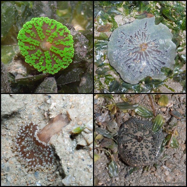 Stichodactyla tapetum