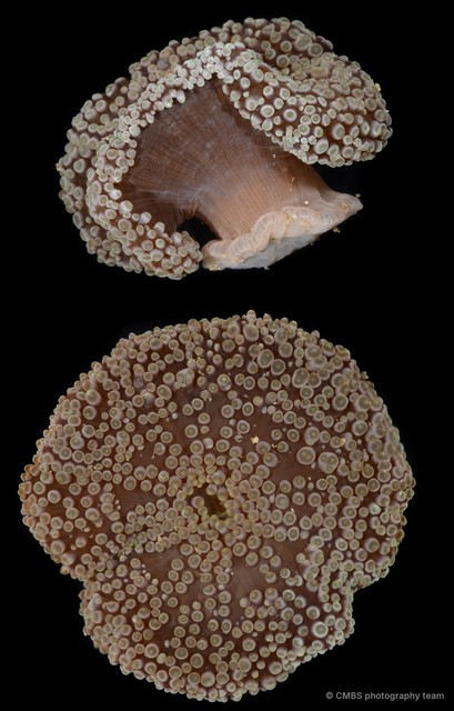 Stichodactyla tapetum • © CMBS photography team • All Rights Reserved