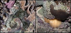 Cryptodendrum adhaesivum